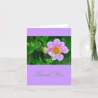 BEAUTIFUL LAVENDER-ROSA ANEMONE