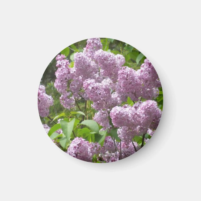 Beautiful Lilac Bush- Magnet (Framsidan)