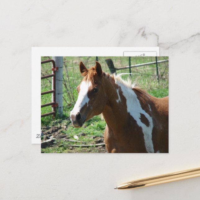Beautiful Paint Horse Mare in Summer Pasture Vykort (Fram/Back In Situ)