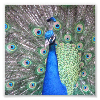 Beautiful Peacock Photo Fototryck