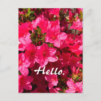 Beautiful Pink Azaleas Flowers Hello Postcards 2 Vykort
