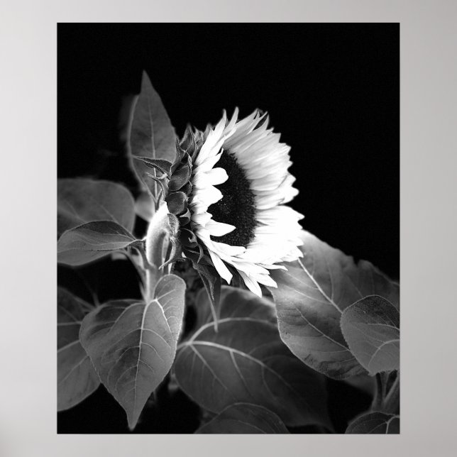 Beautiful Poster of Sunflower in Black and White (Framsidan)