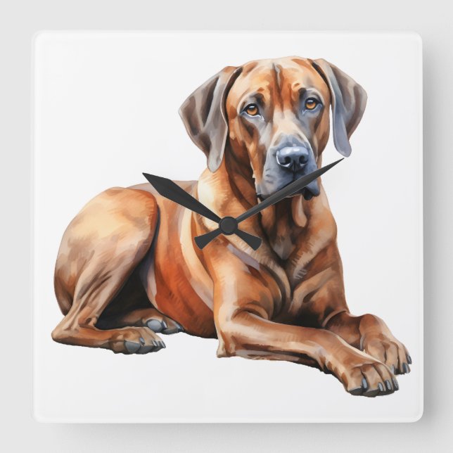 BEAUTIFUL STOR RHODESIAN RIDGEBACK HUND FYRKANTIG KLOCKA (Framsida)