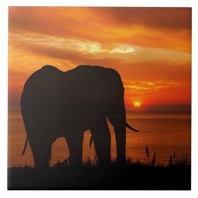 Beautiful Sunset with Silhouette of Elephant Kakelplatta (Framsidan)