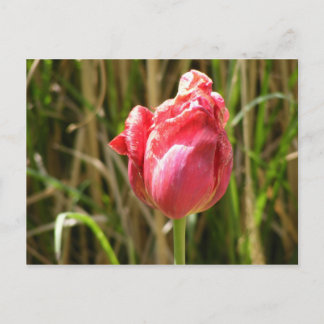 BEAUTIFUL TULIP VYKORT