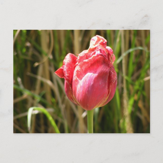 BEAUTIFUL TULIP VYKORT (Framsida)