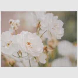 Beautiful White Korbin Roses Close-Up Photograph