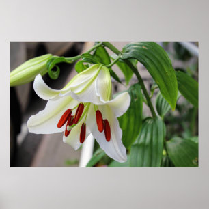 BEAUTIFUL WHITLY LILY POSTER