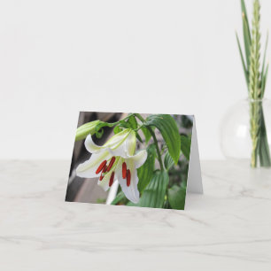 BEAUTIFUL WHITLY LILY TACK KORT