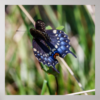 Beautiful Wings Poster