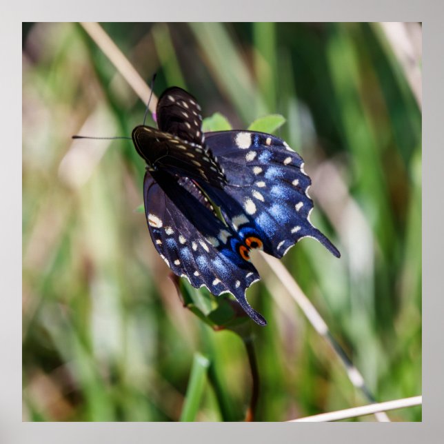 Beautiful Wings Poster (Framsidan)