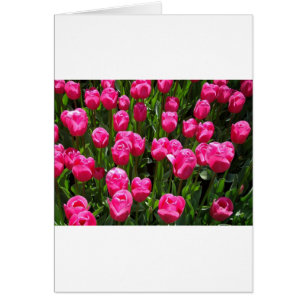 BEAUTIFULLA ROSA TULIPS HÄLSNINGSKORT