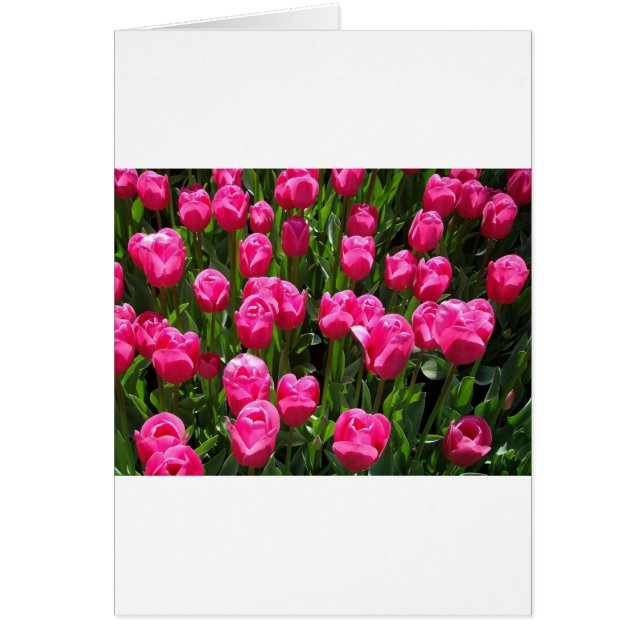 BEAUTIFULLA ROSA TULIPS HÄLSNINGSKORT (Framsidan)