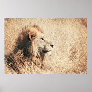 BEAUTIFULLT LEJONT POSTER