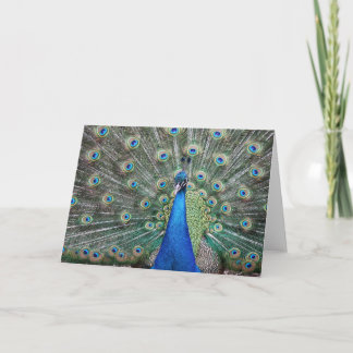 BeautifulPeacock Tack Kort
