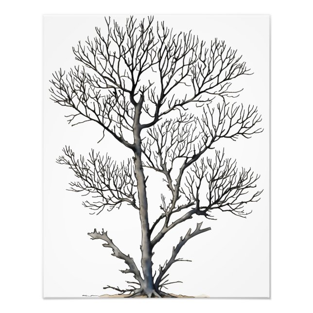 Beauty: Black and White Träd Wall Art Fototryck (Framsidan)