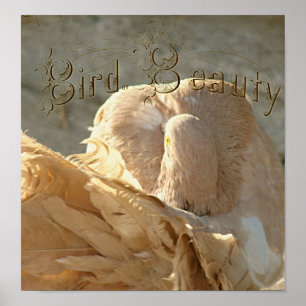 Beauty Fantail Pigeon Poster