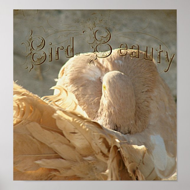 Beauty Fantail Pigeon Poster (Framsidan)
