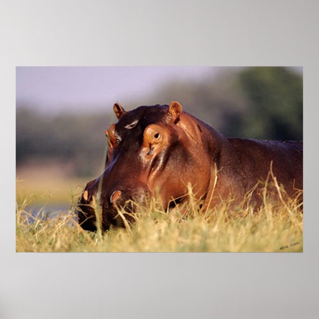 Beauty Hippopotamus Porträtt Poster (Framsidan)
