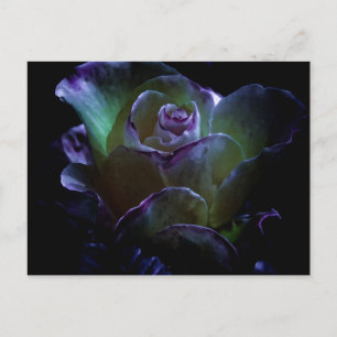 Beauty in Bloom Vykort