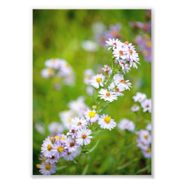 Beauty Line Photo Fototryck (Framsidan)