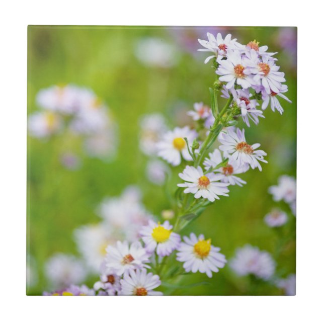 Beauty Line Tile Kakelplatta (Framsidan)