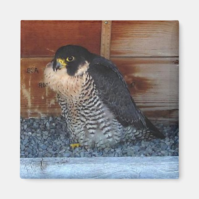 Beauty Magnet (Framsidan)