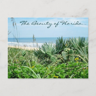 Beauty of Florida Postcard/Beach Postcard Vykort
