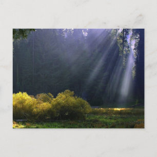 Beauty of Mor Nature Vykort
