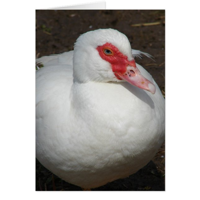 Beauty of the Muscovy Hen Hälsningskort (Framsidan)