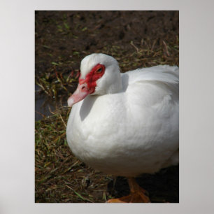 Beauty of the Muscovy Hen Poster