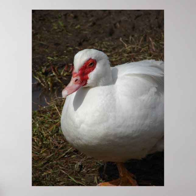 Beauty of the Muscovy Hen Poster (Framsidan)