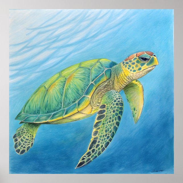 Beauty of the turtle poster (Framsidan)