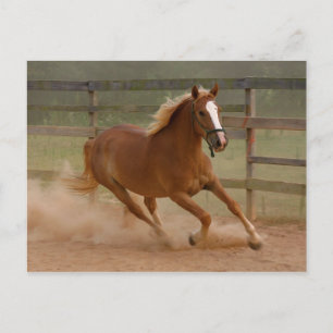 Beauty Postcard Vykort
