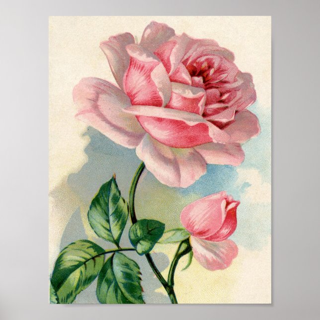 Beauty Ro Rosa 8,5x11 Poster oinramad (Framsidan)