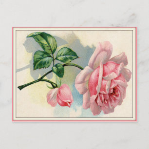 Beauty Ro Rosa, Grått Postcard Vågrät Vykort