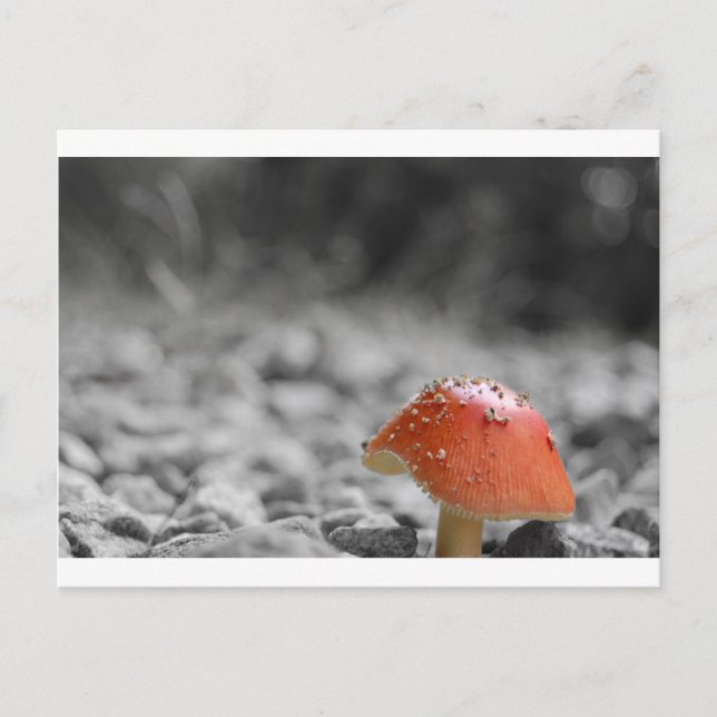 Beauty Shroom Vykort (Framsida)