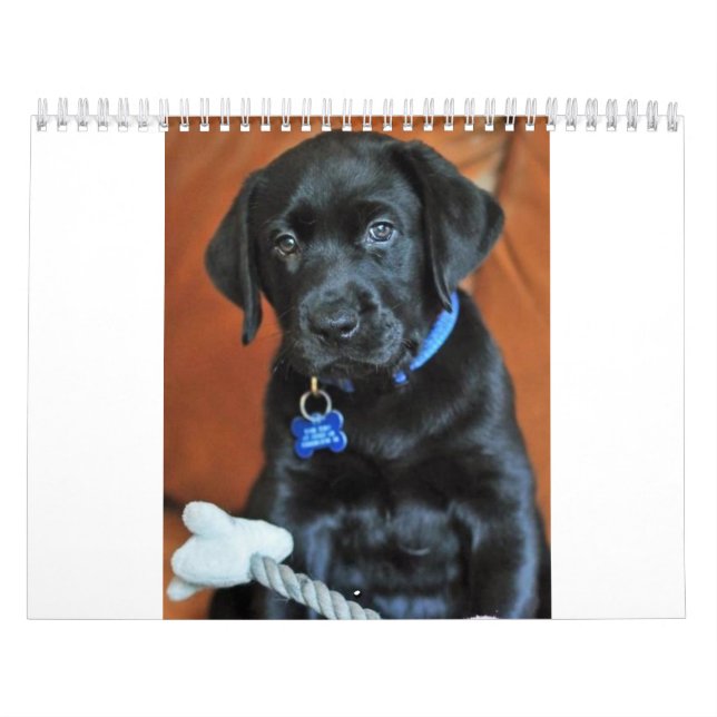 beauty-the-labrador-retriever_42196_2010-02-24_w45 kalender (Omslag)