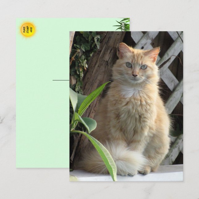 Beauty the Stray Cat's Postcard Vykort (Fram/baksida)
