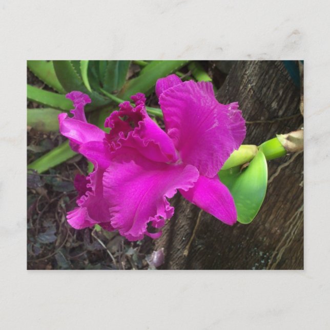 Beauty-vykort Vykort (Framsida)