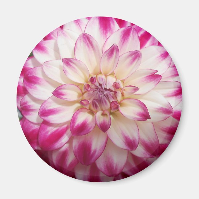 Beaux Magnet (Framsidan)