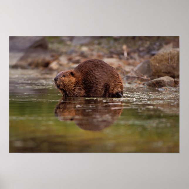Beaver, Castor canadensis, går en simma in Poster (Framsidan)