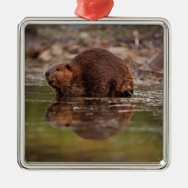 Beaver, Castor canadensis, går för en simma Julgransprydnad Metall (Framsidan)