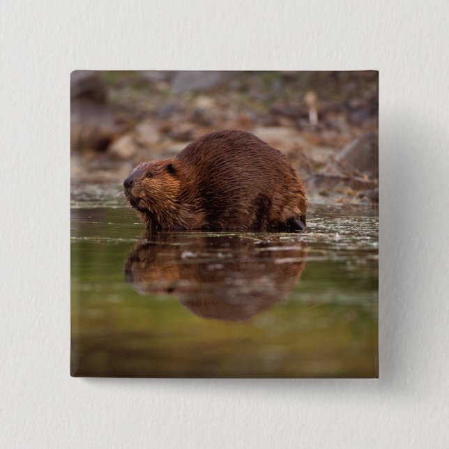Beaver, Castor canadensis, går för en simma Knapp (Framsida)