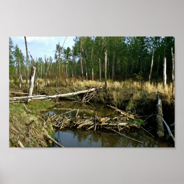 Beaver Dam Poster (Framsidan)