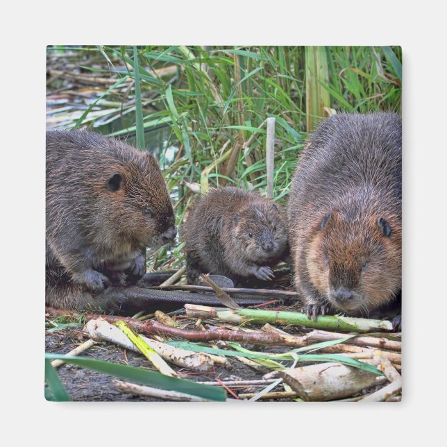 Beaver Family Magnet (Framsidan)