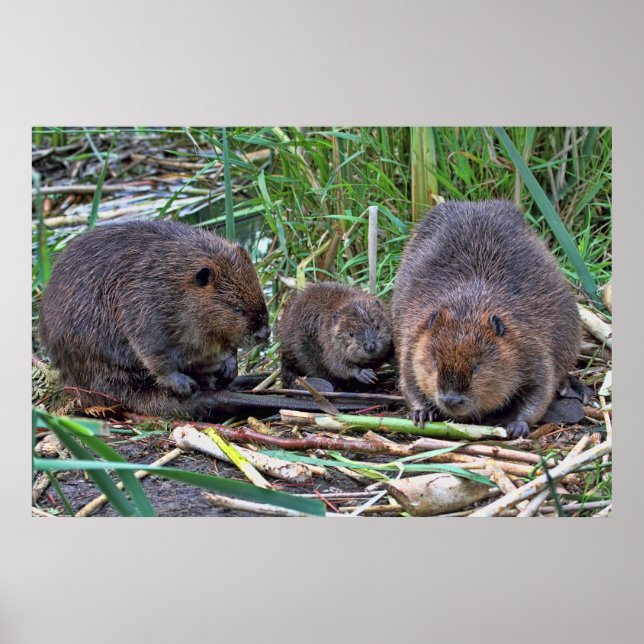 Beaver Family Poster (Framsidan)