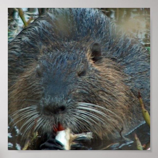 Beaver Habitat Poster (Framsidan)