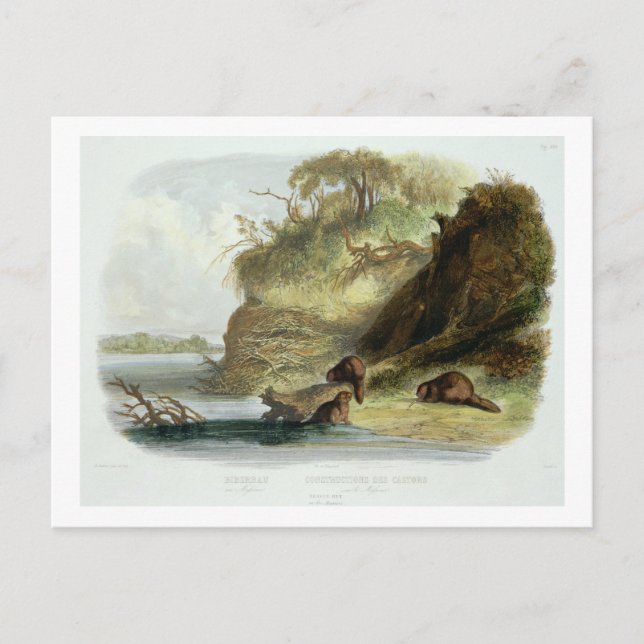 Beaver Hut på Missouri, platta 17 från volym 1 Vykort (Framsida)