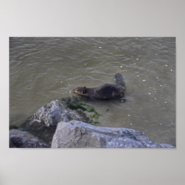 Beaver i oceanen, Dauphin Ocean, Alabama Poster (Framsidan)
